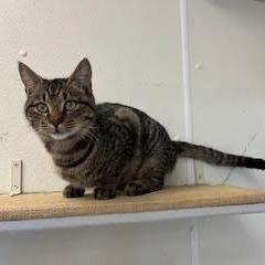 Enlarge Poodle, a Adoptable Domestic Short Hair in Enfield, NH image 3/4