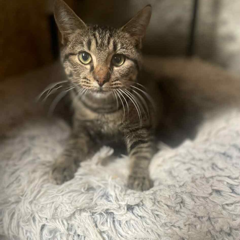 Enlarge Poodle, a Adoptable Domestic Short Hair in Enfield, NH image 4/4