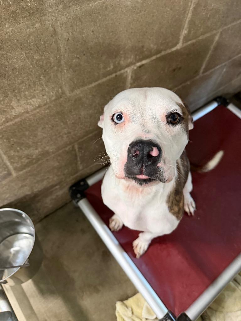 Violet, Adoptable, Young Female Pit Bull Terrier & Mixed Breed.