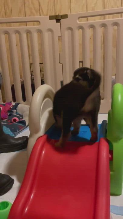 Enlarge Daffodil, a Adopted mixed breed in Cedar Mountain, NC video 5/9