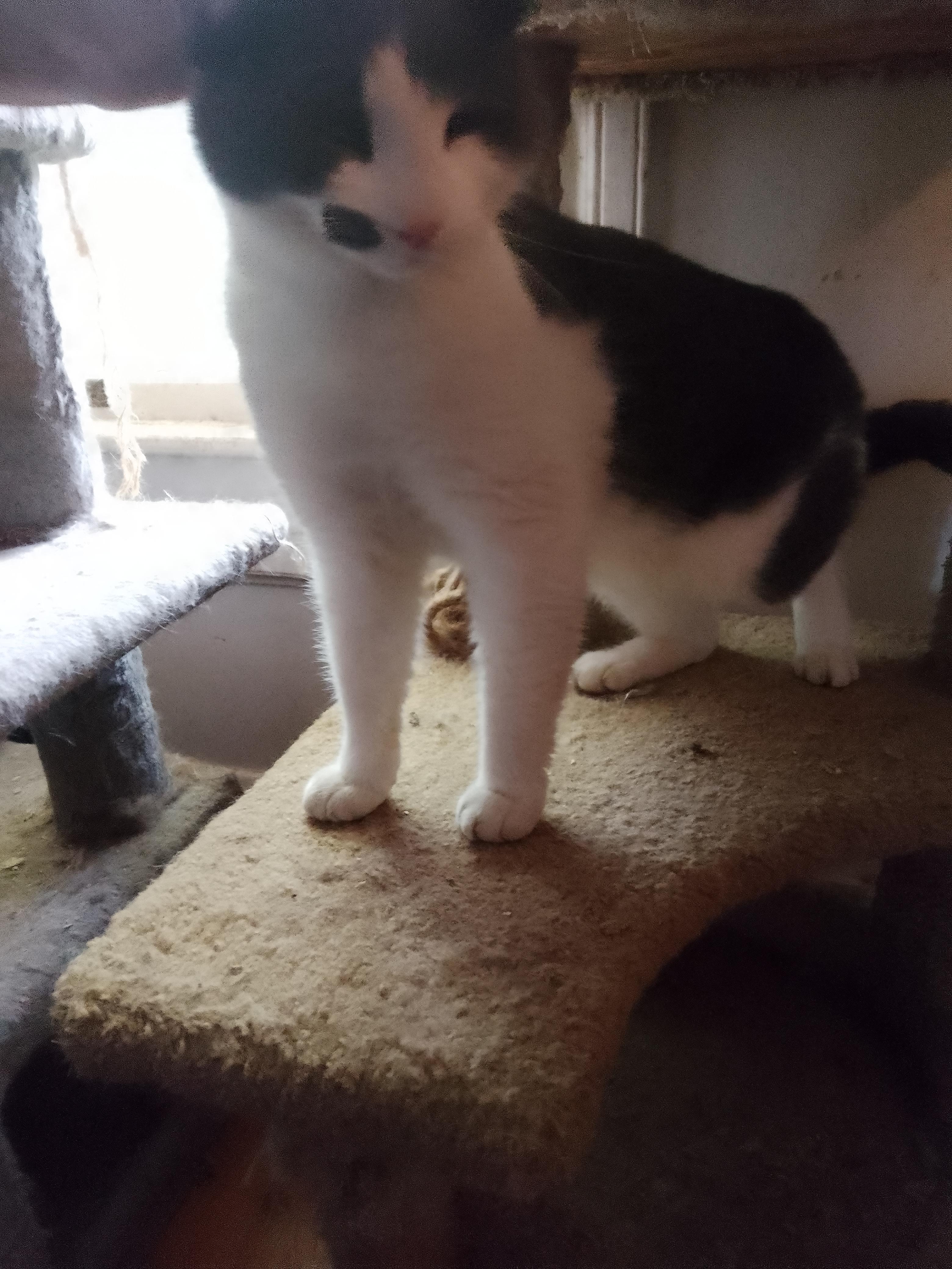 Enlarge Augustus , an adopted Domestic Medium Hair in Woodland, CA image 4/4