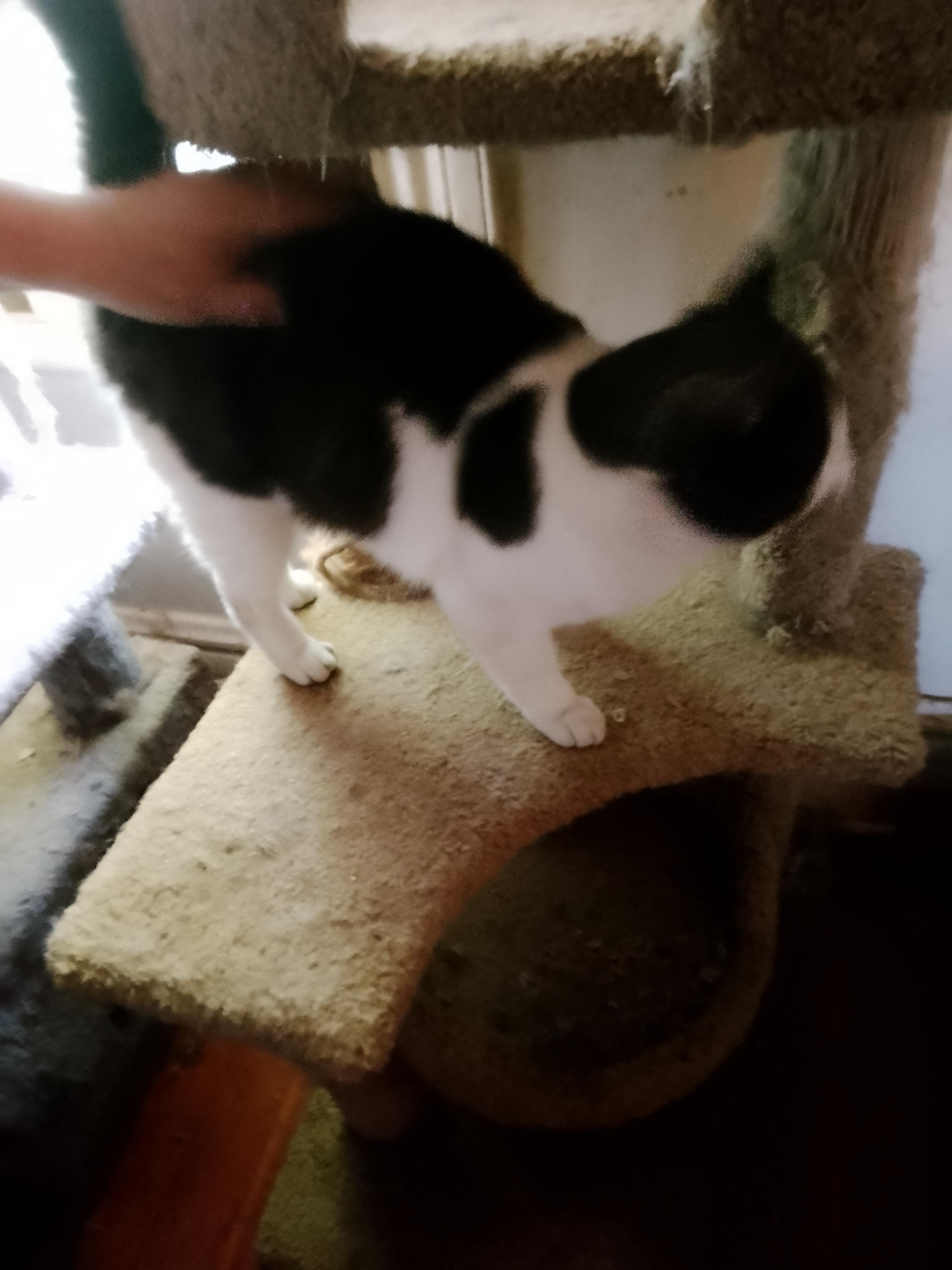 Enlarge Augustus , an adopted Domestic Medium Hair in Woodland, CA image 2/4