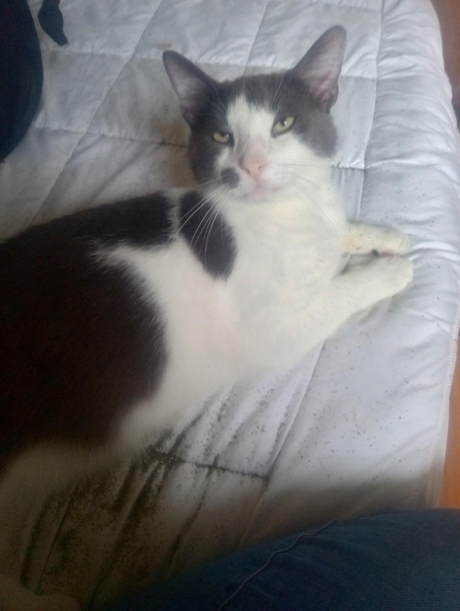 Augustus , adoptable, Adult Male Domestic Medium Hair.