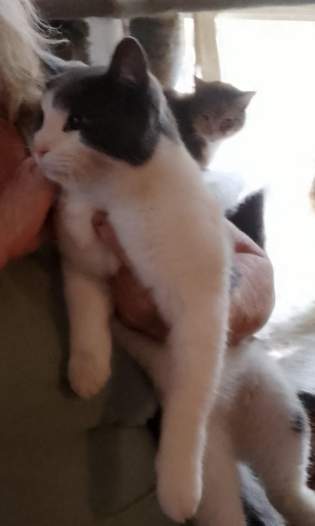 Enlarge Augustus , an adopted Domestic Medium Hair in Woodland, CA image 3/4