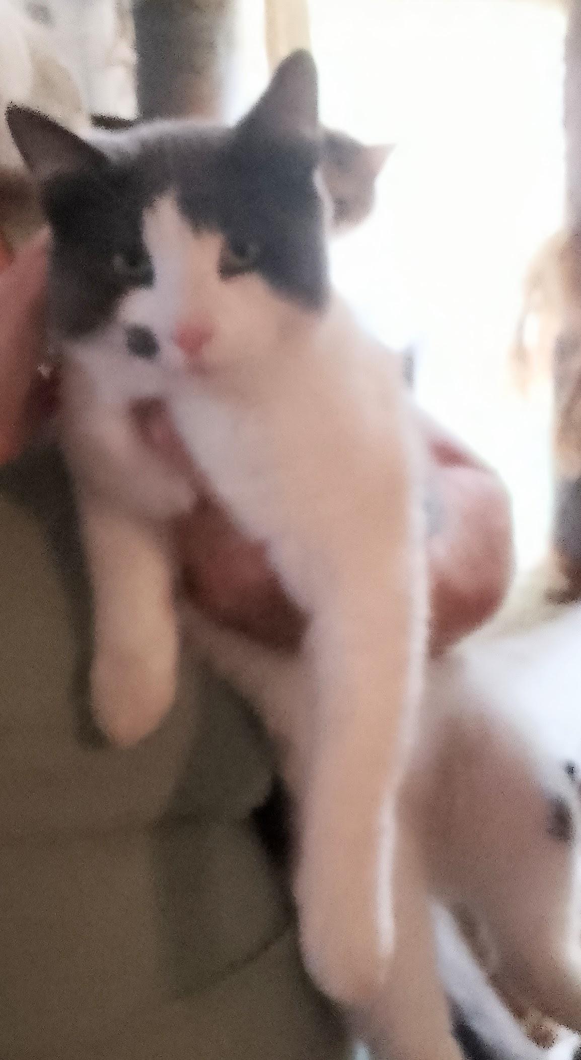 Augustus , ADOPTABLE, Adult Male Domestic Medium Hair.