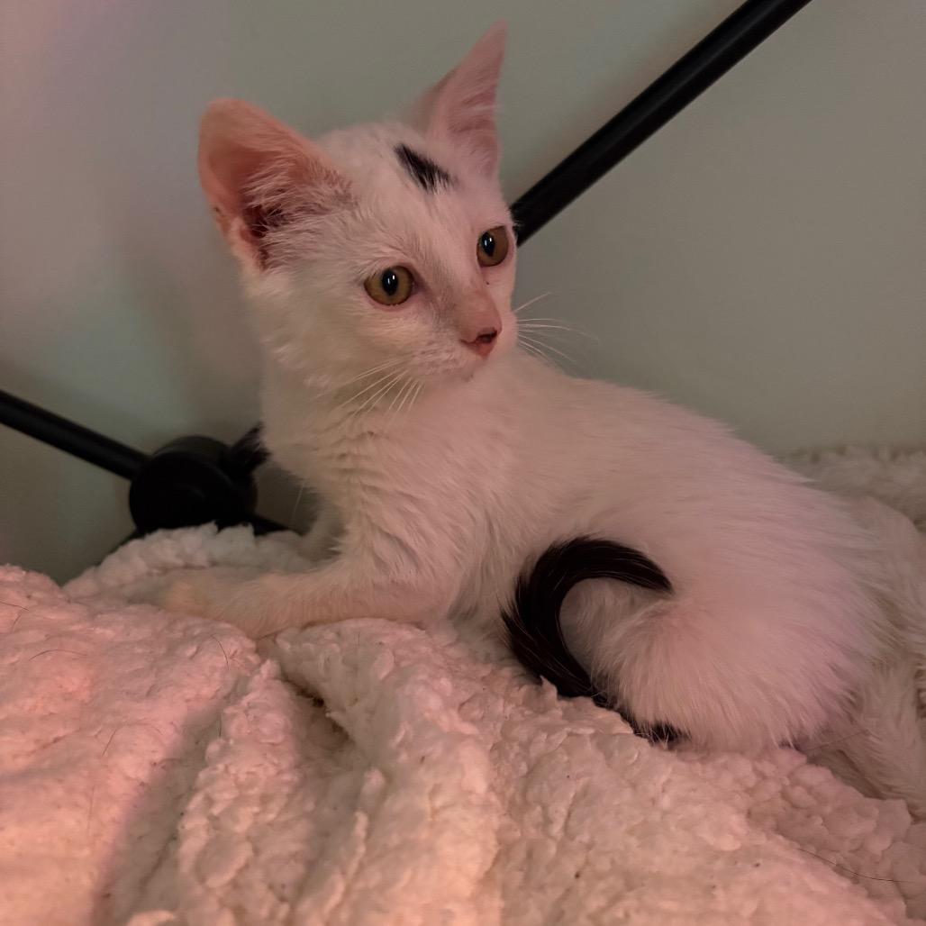 Elliot, Adoptable, Kitten Male Domestic Short Hair.