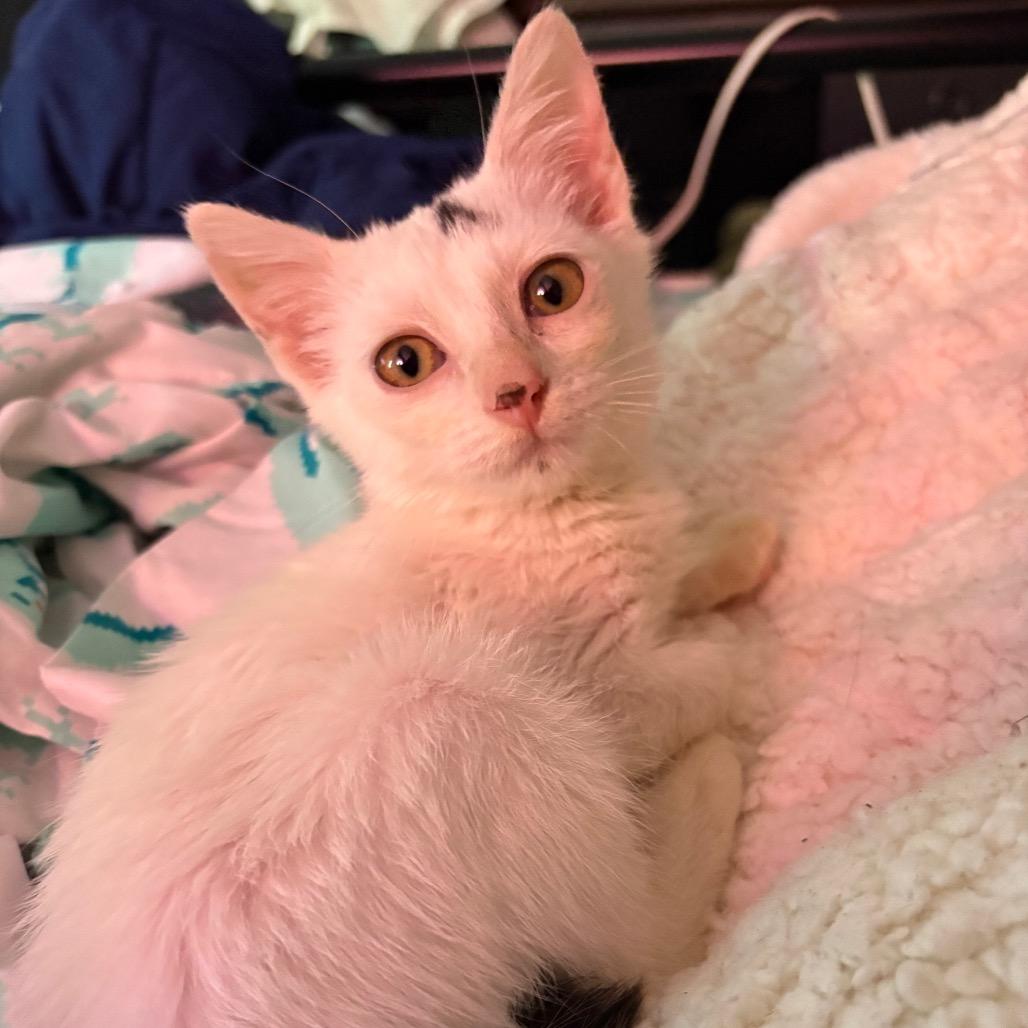 Enlarge Elliot, a Adoptable Domestic Short Hair in Fulton, MO image 2/3
