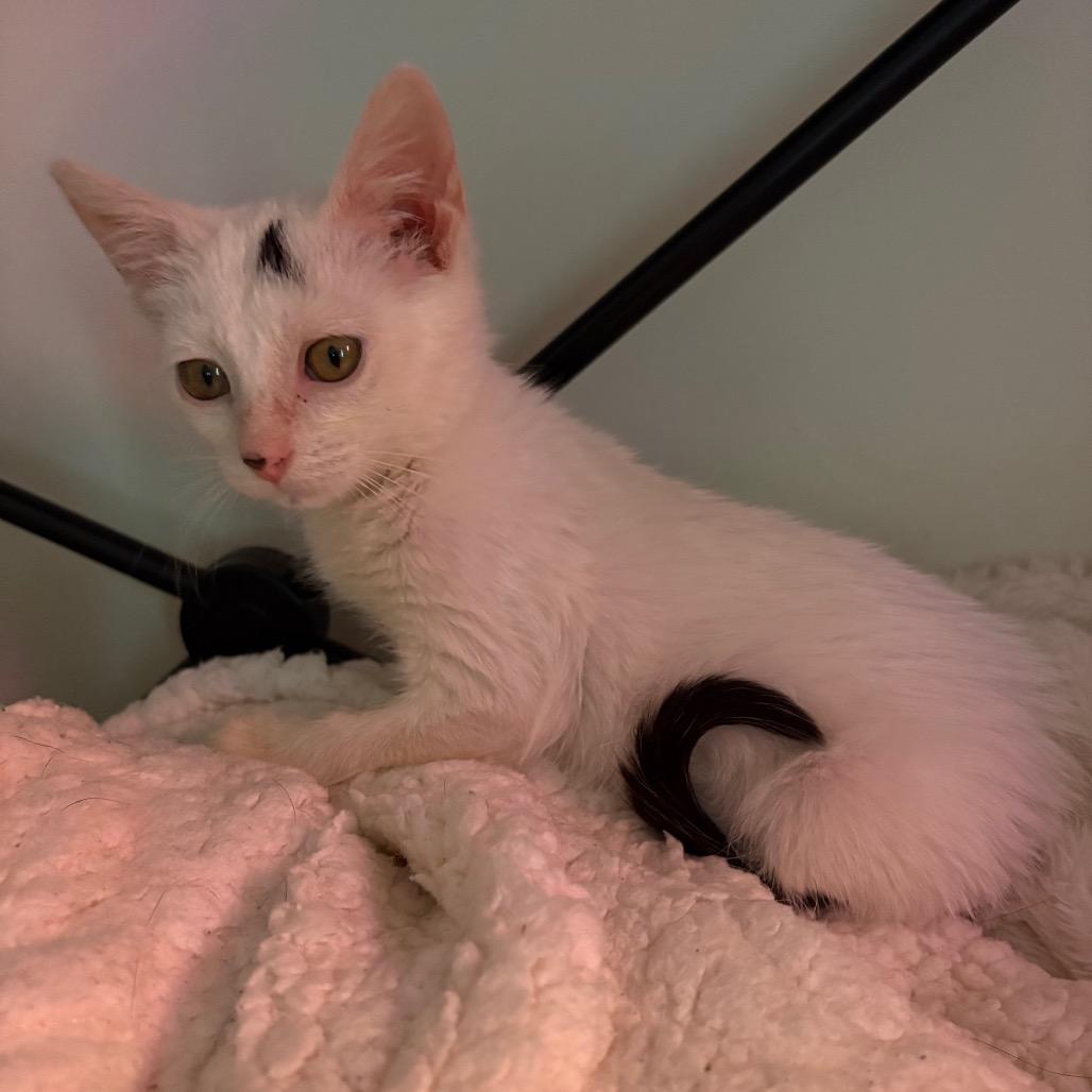 Enlarge Elliot, a Adoptable Domestic Short Hair in Fulton, MO image 3/3