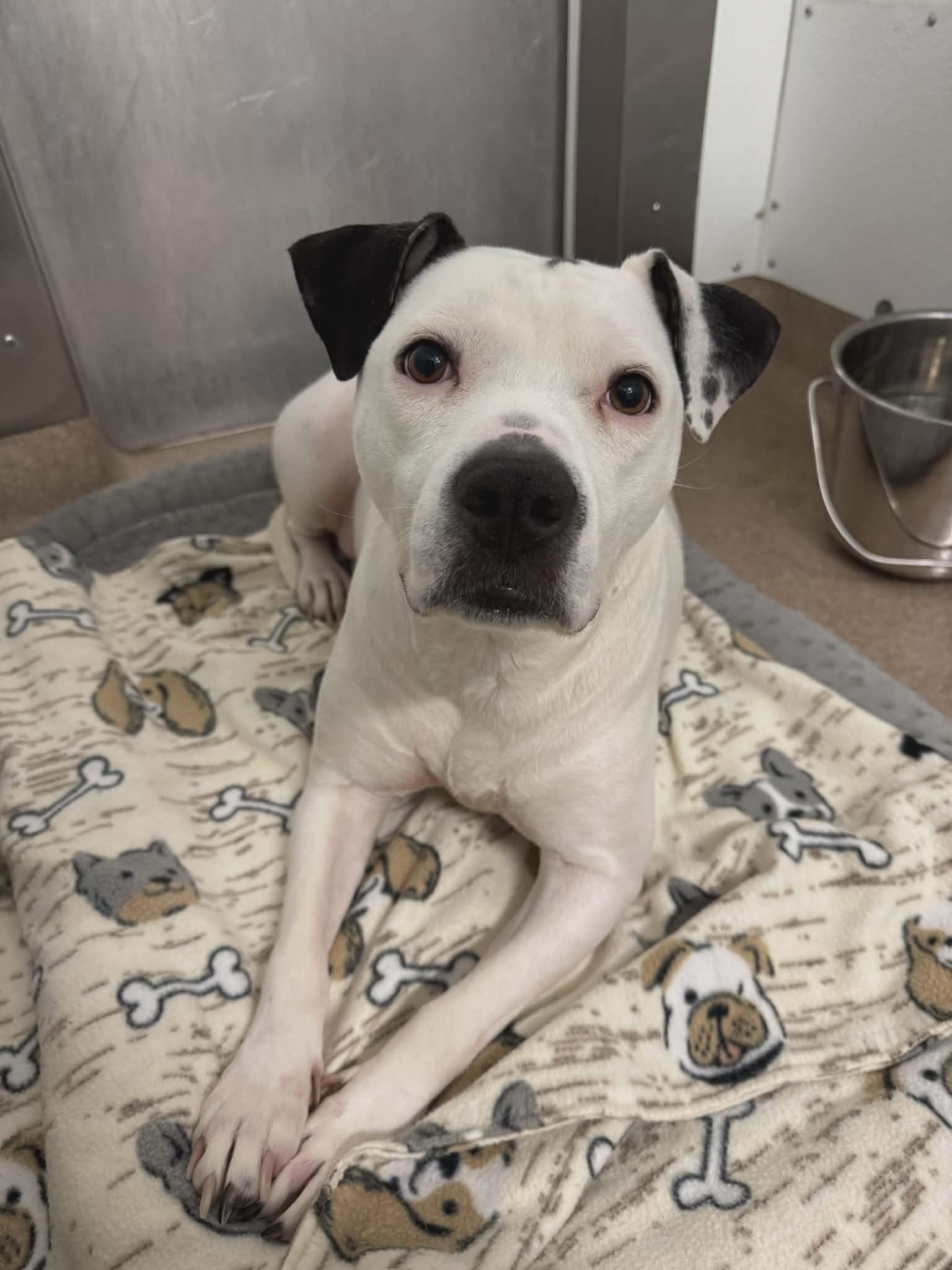Enlarge Pearl, a ADOPTABLE mixed breed in Chambersburg, PA image 1/1