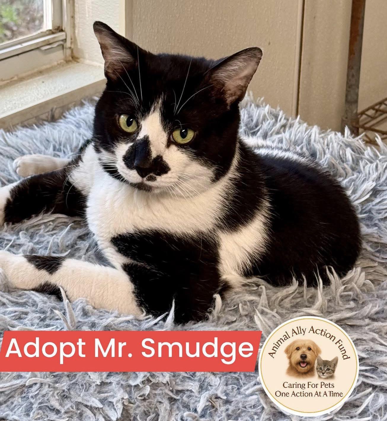 Mr. Smudge, Adoptable, Adult Male Domestic Short Hair.