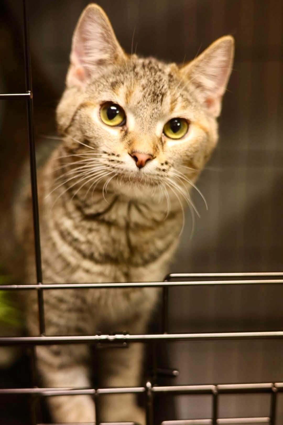 Freddy, Adoptable, Young Female Domestic Short Hair.