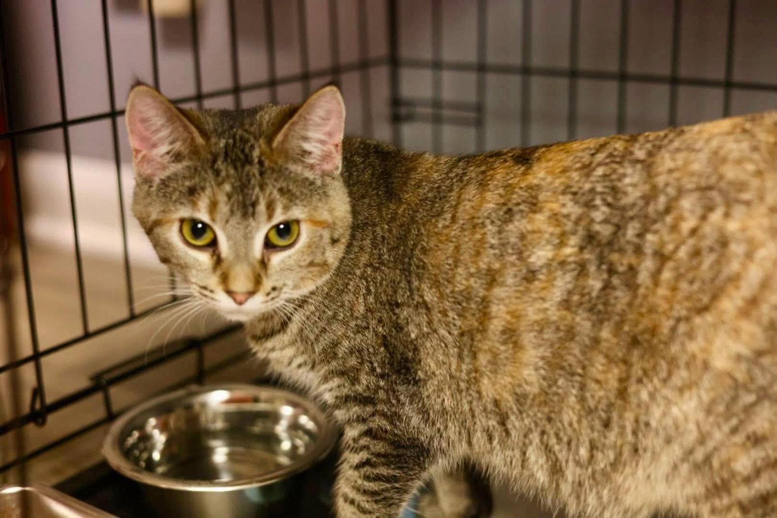 Enlarge Freddy, a Adoptable Domestic Short Hair in Duluth, MN image 2/2