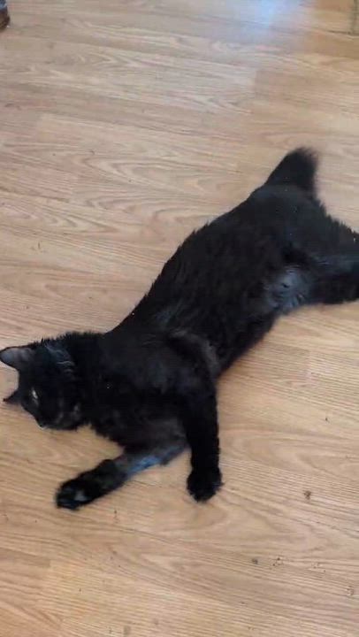 Enlarge Franklin, an adopted Domestic Short Hair in Trinity, NC video 1/1