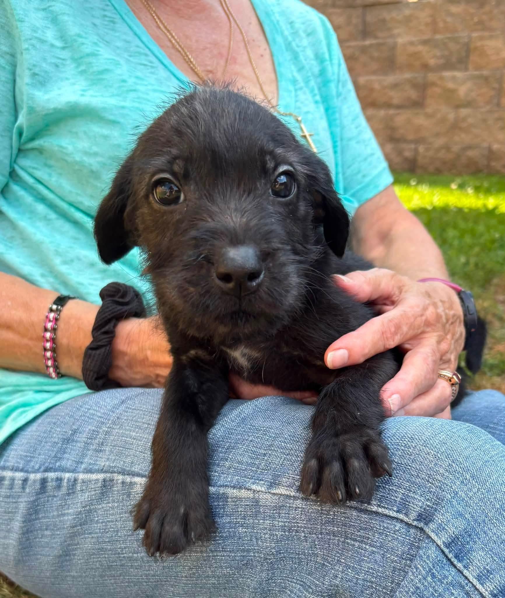 BAKED BEANS, adopted, Puppy Male Pit Bull Terrier.