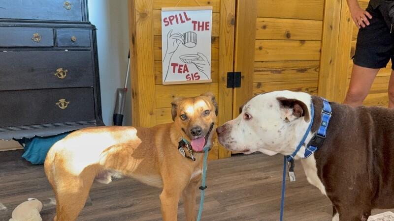 Enlarge Paco Perfect, a Adoptable mixed breed in Glastonbury, CT image 3/6