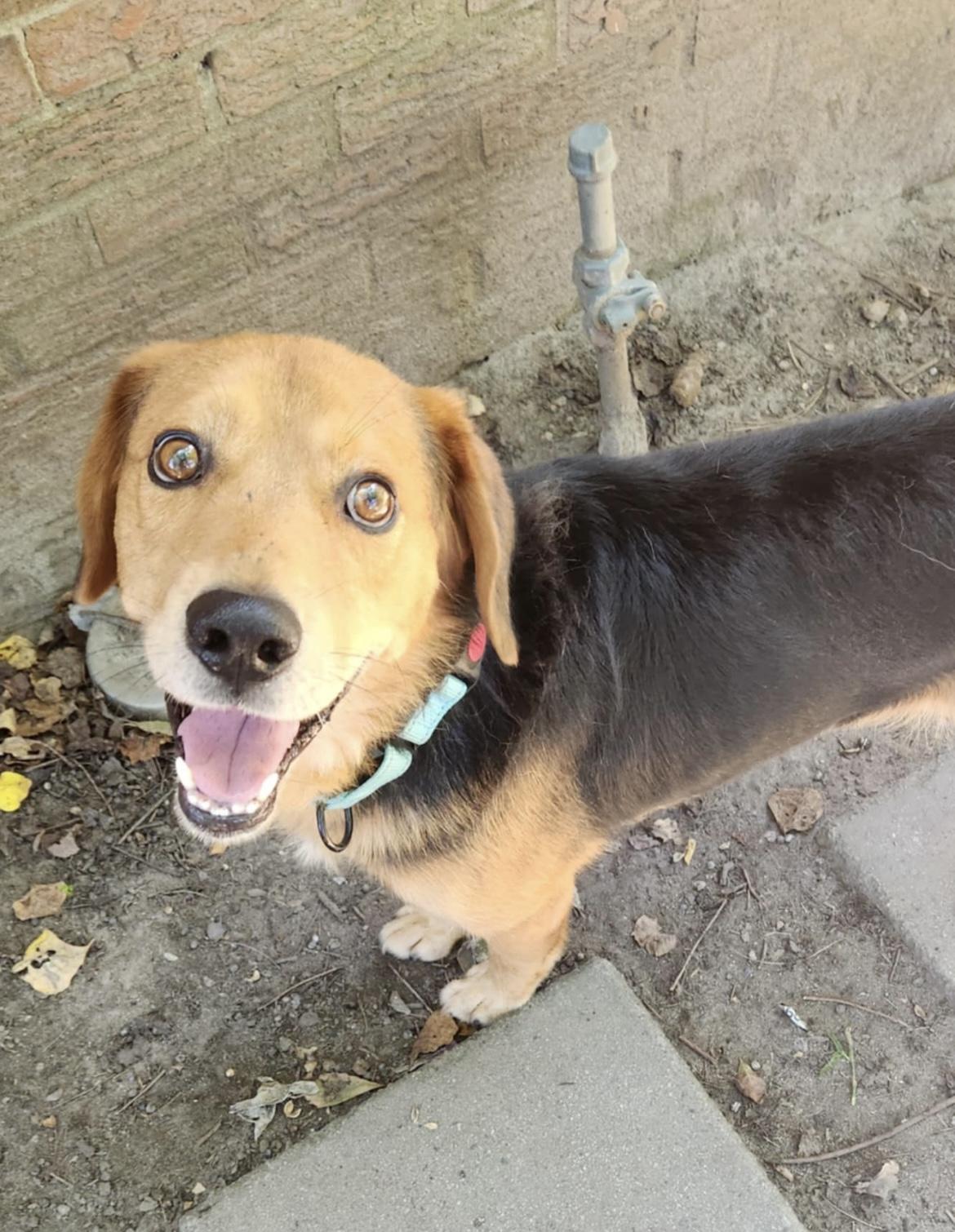 Enlarge LEWEY, a Adoptable mixed breed image 6/6