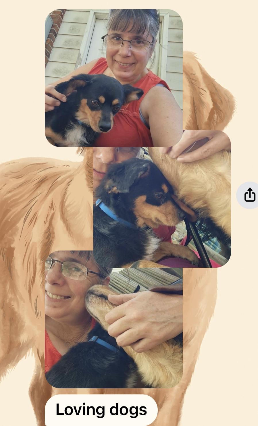 LEWEY, Adoptable, Adult Male Terrier & Chihuahua.