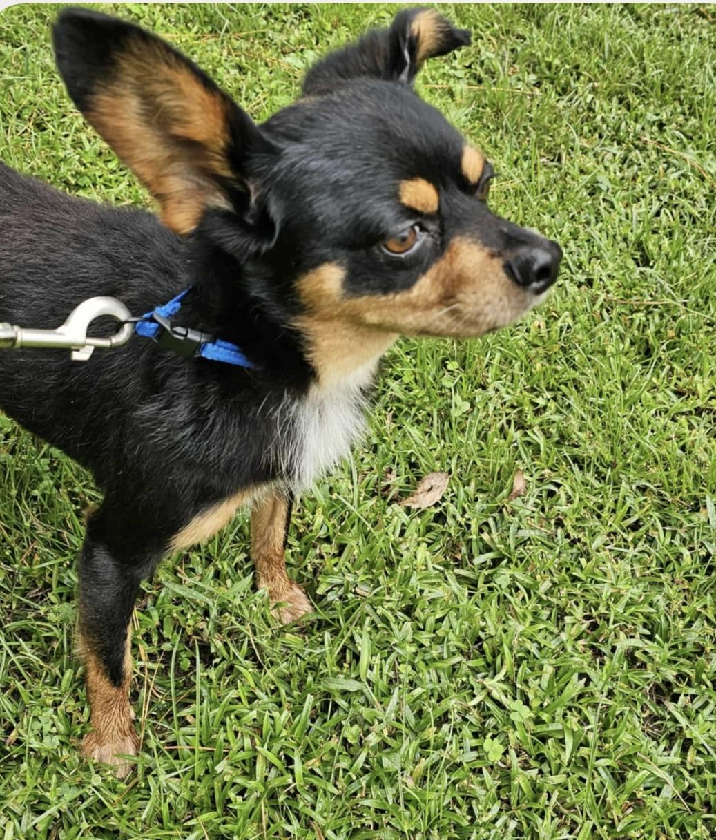 LEWEY, Adoptable, Adult Male Terrier & Chihuahua.