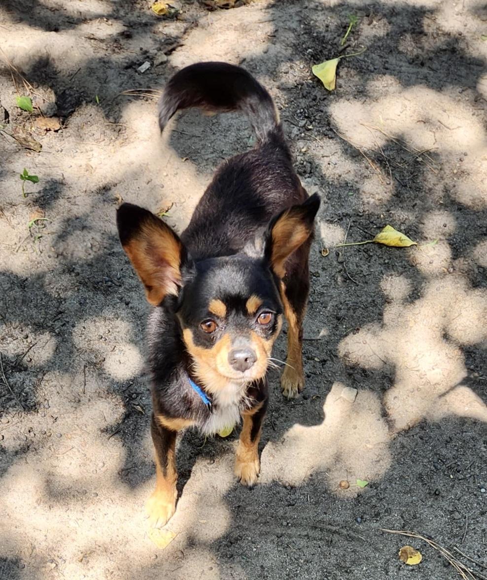 Enlarge LEWEY, a Adoptable mixed breed image 3/6