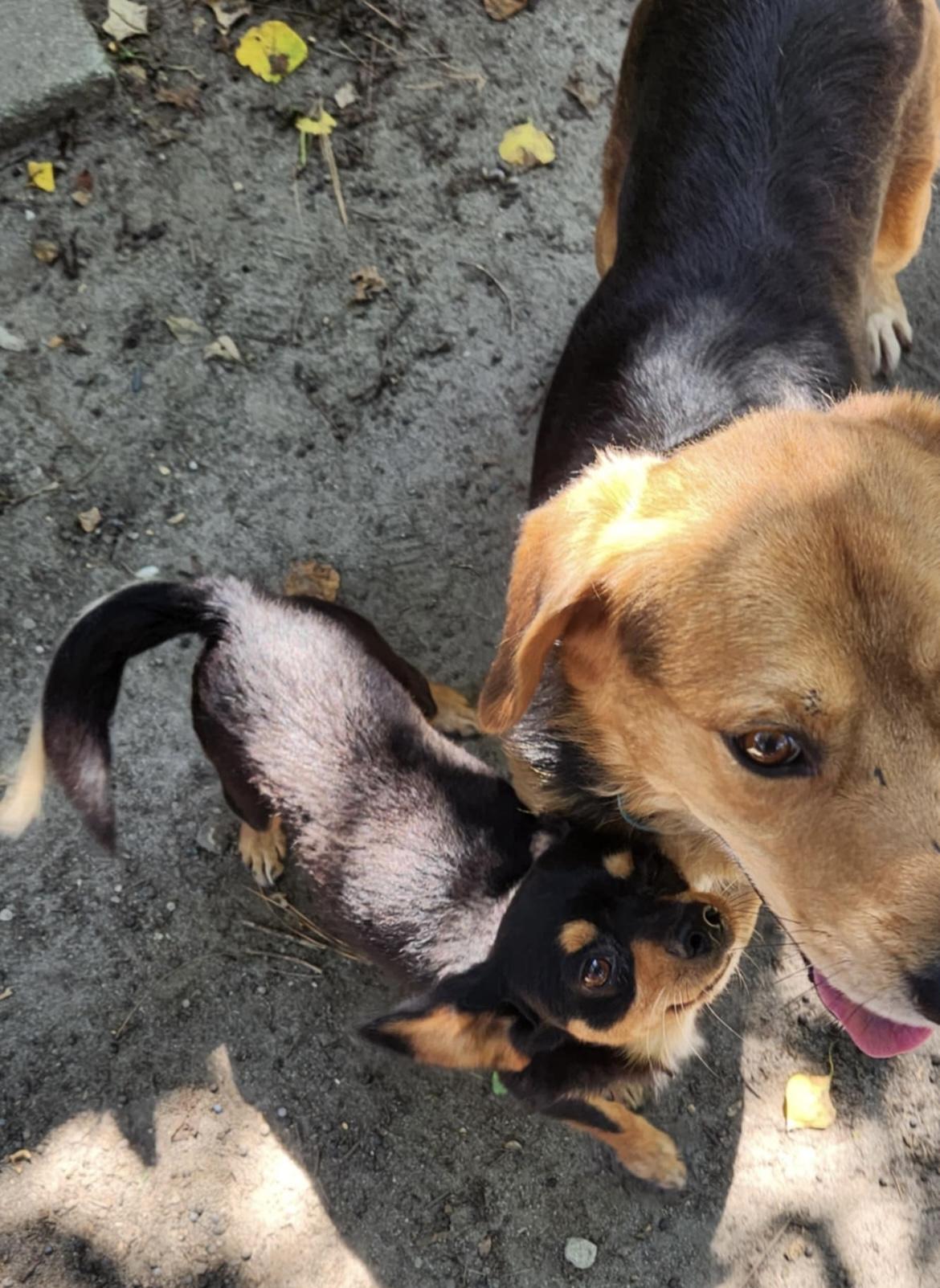 Enlarge LEWEY, a Adoptable mixed breed image 5/6