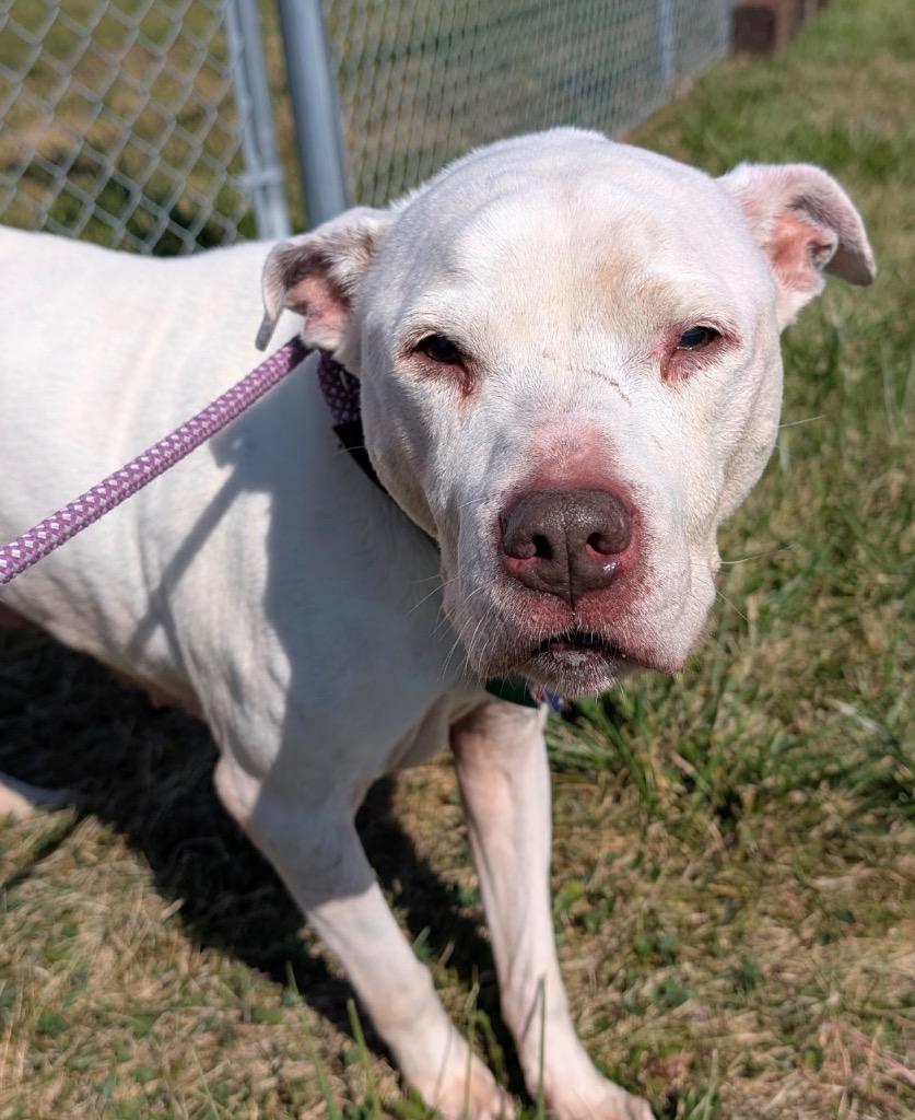 Richie, a Adoptable mixed breed in Defiance, OH image 1/5