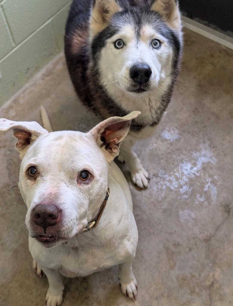 Richie, Adoptable, Senior Male Terrier.