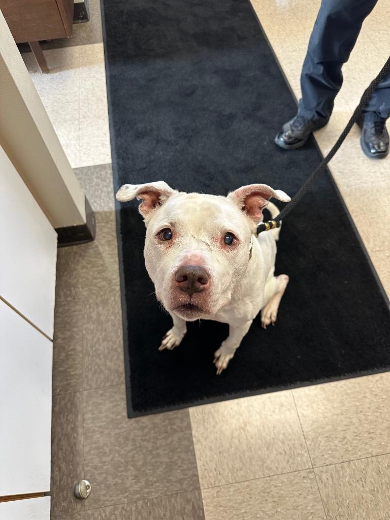 Richie, a Adoptable mixed breed in Defiance, OH image 3/5