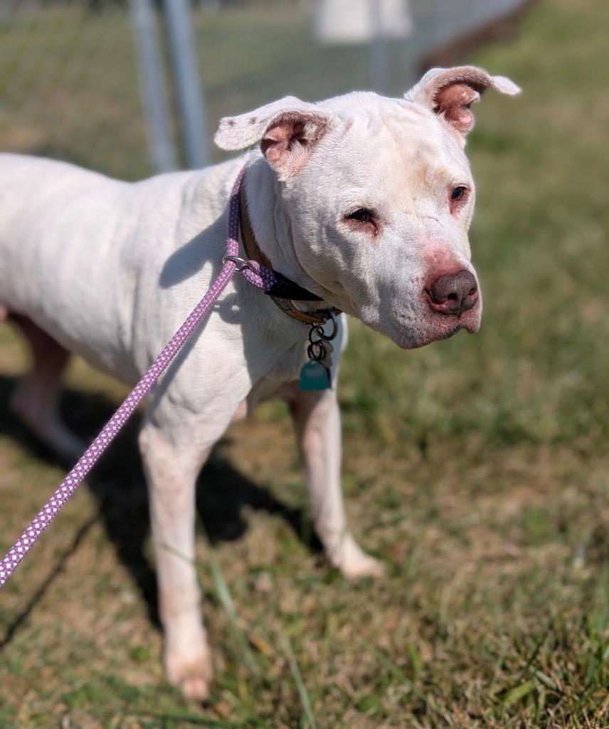 Richie, a Adoptable mixed breed in Defiance, OH image 4/5