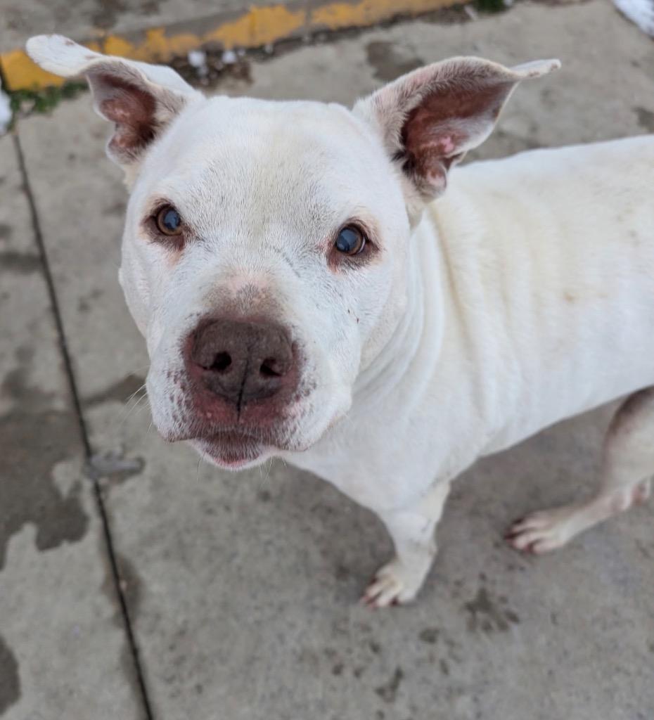 Richie, a Adoptable mixed breed in Defiance, OH image 5/5