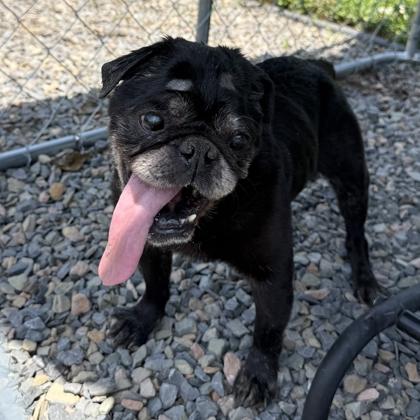 Enlarge Loki, a Adoptable mixed breed in Cumberland, MD image 1/1