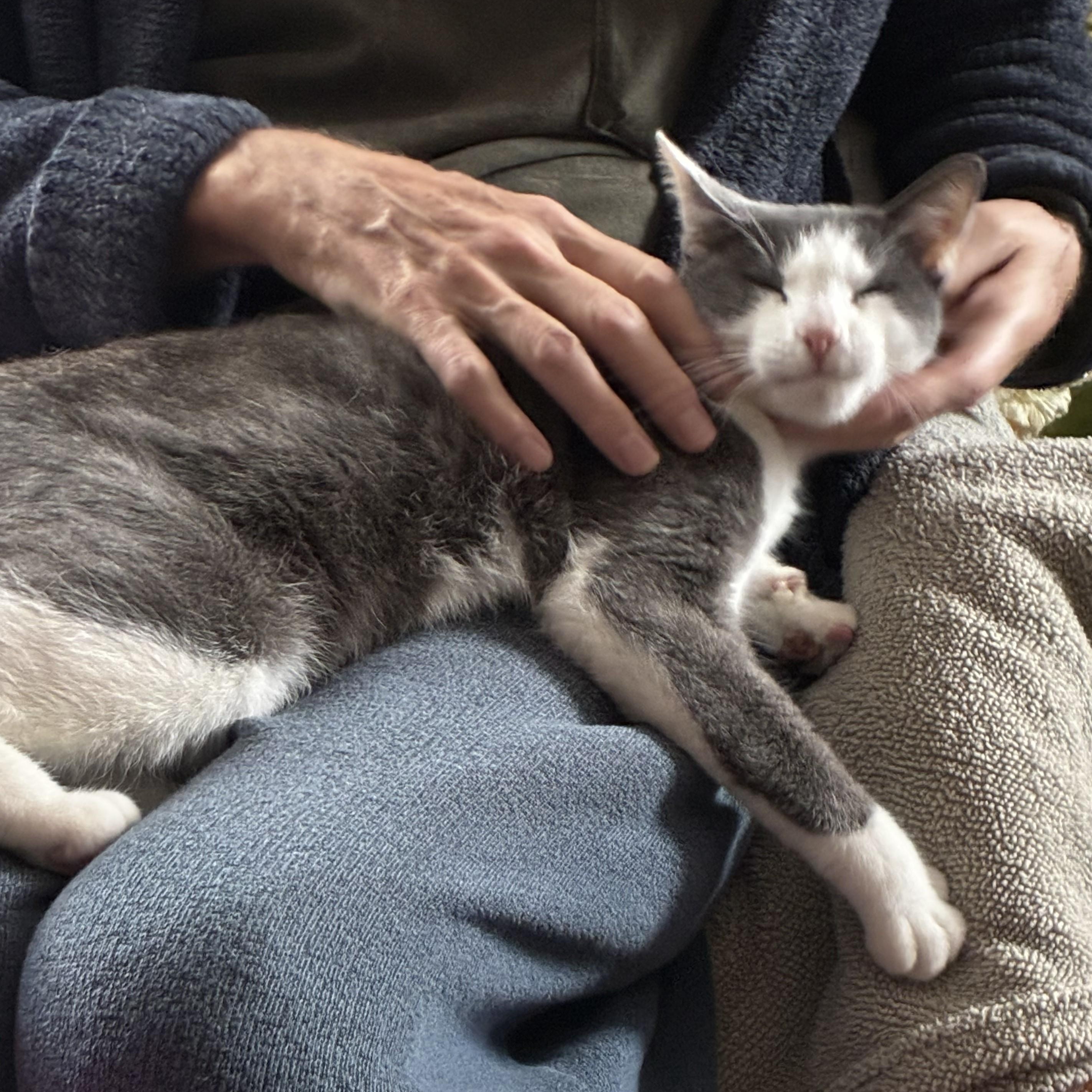 Stevie Grey, Adoptable, Adult Male Domestic Short Hair.