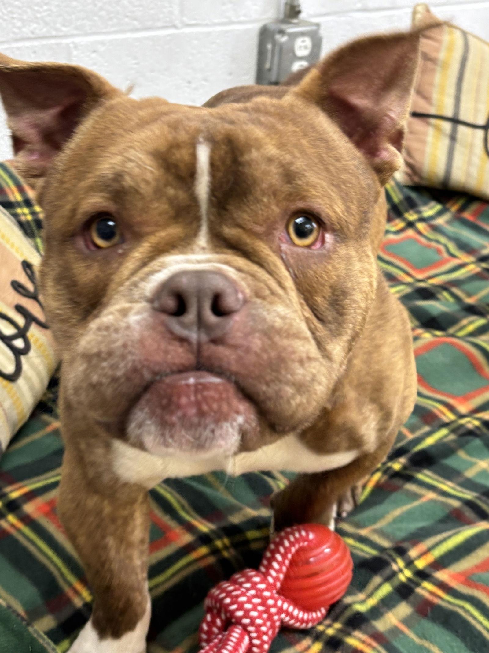 Enlarge Clyde, a Adoptable American Bulldog in York, SC image 2/3