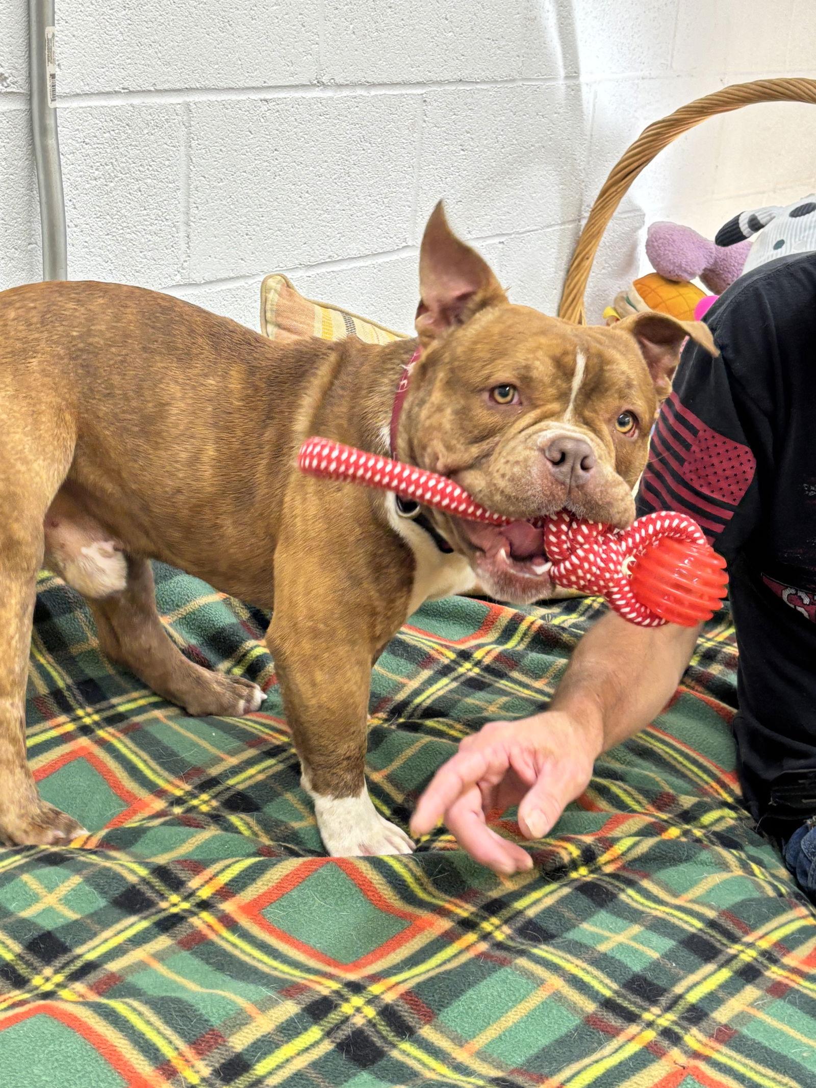 Clyde, a Adoptable American Bulldog in York, SC image 1/3