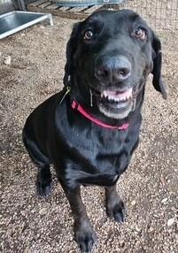 Jaeger, Adoptable, Adult Male Labrador Retriever.