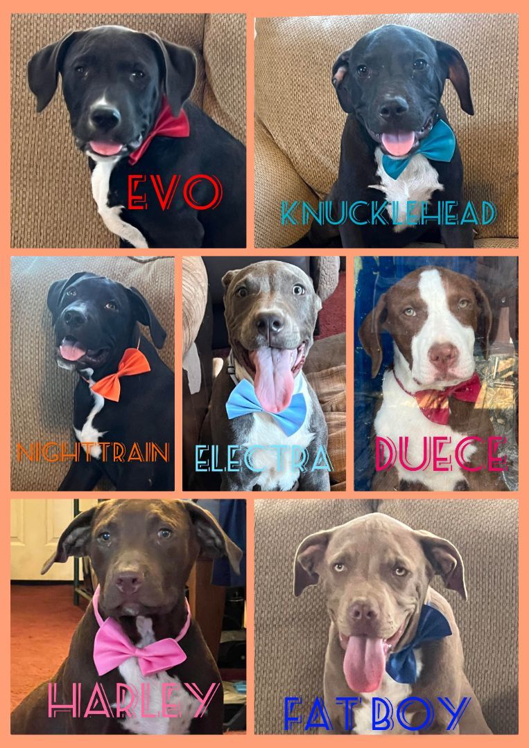 American Bullies