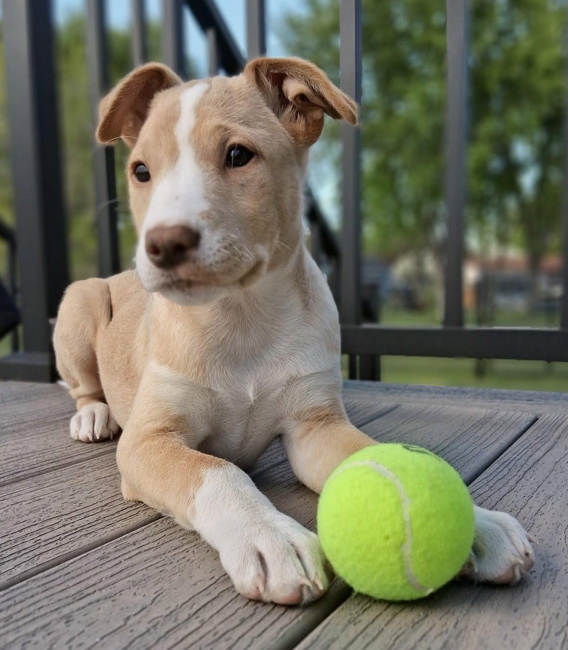 Honey, Adoptable, Young Female Labrador Retriever.