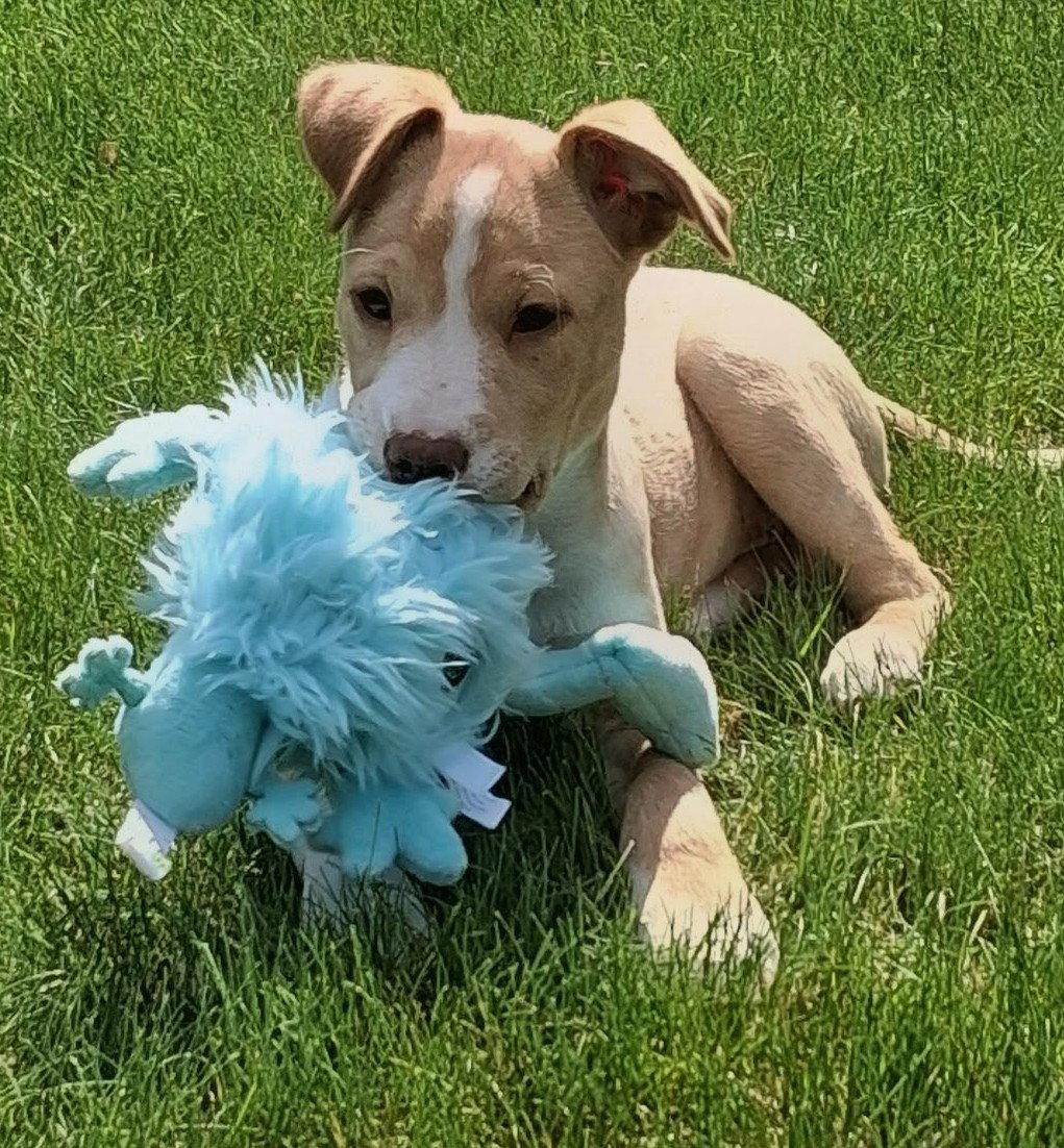 Enlarge Honey, a Adoptable Labrador Retriever in Cottage Grove, MN image 2/3