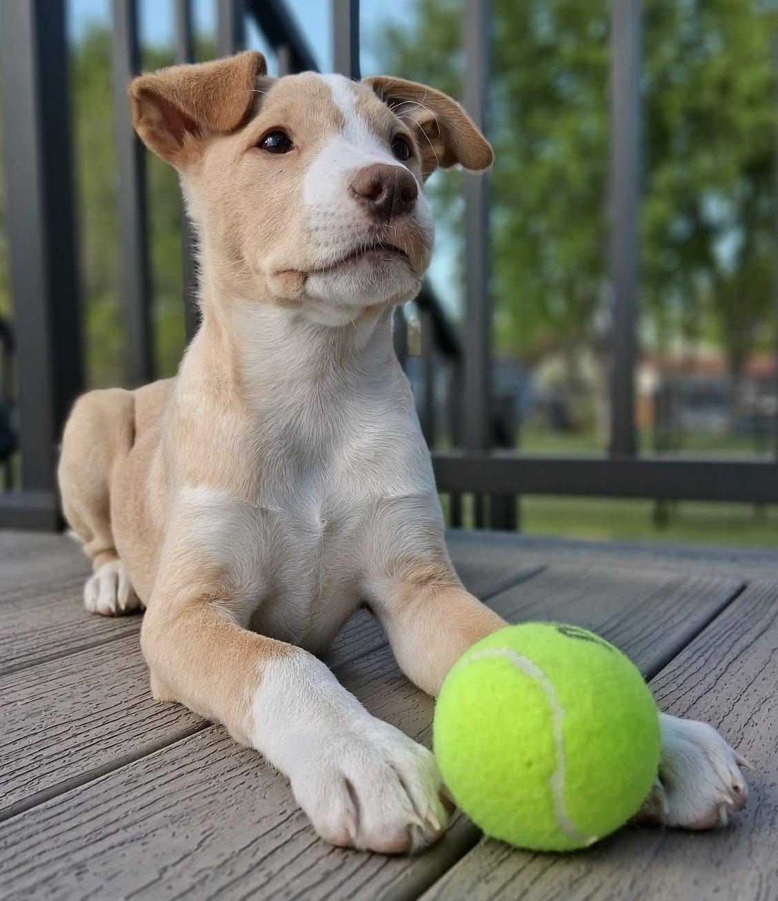Enlarge Honey, a Adoptable Labrador Retriever in Cottage Grove, MN image 3/3