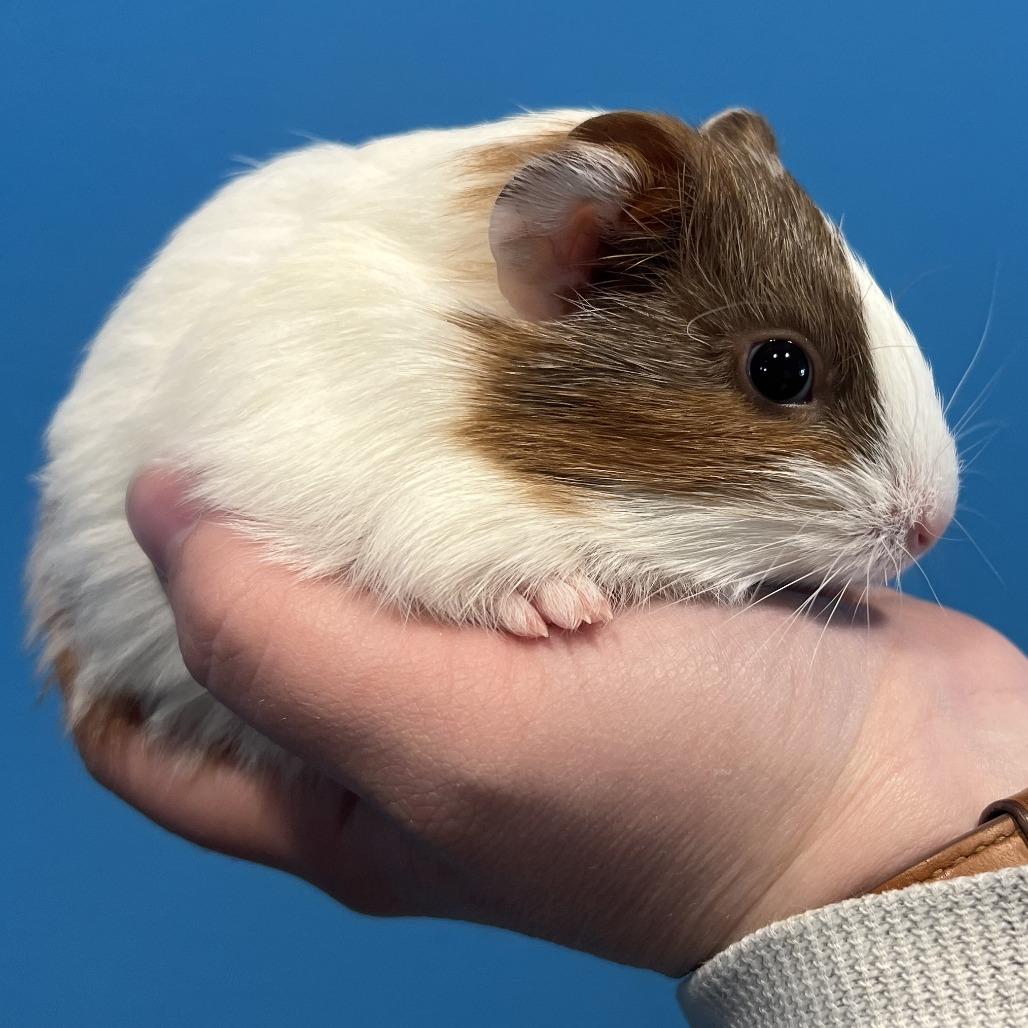 Ellie Kam, Adoptable, Baby Female Guinea Pig.