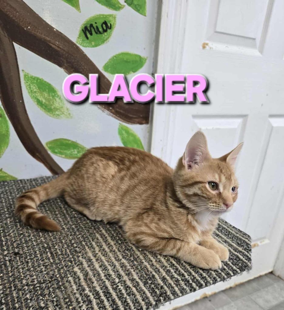 Enlarge Glacier, a Adoptable mixed breed in Rome, GA image 1/2