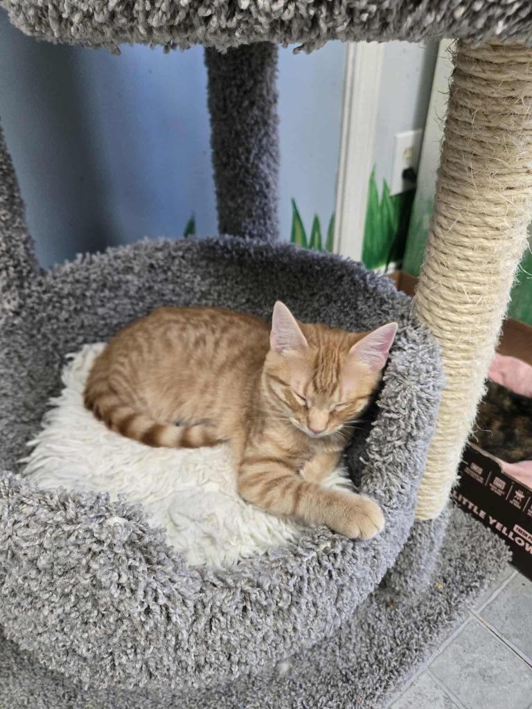 Enlarge Glacier, a Adoptable mixed breed in Rome, GA image 2/2