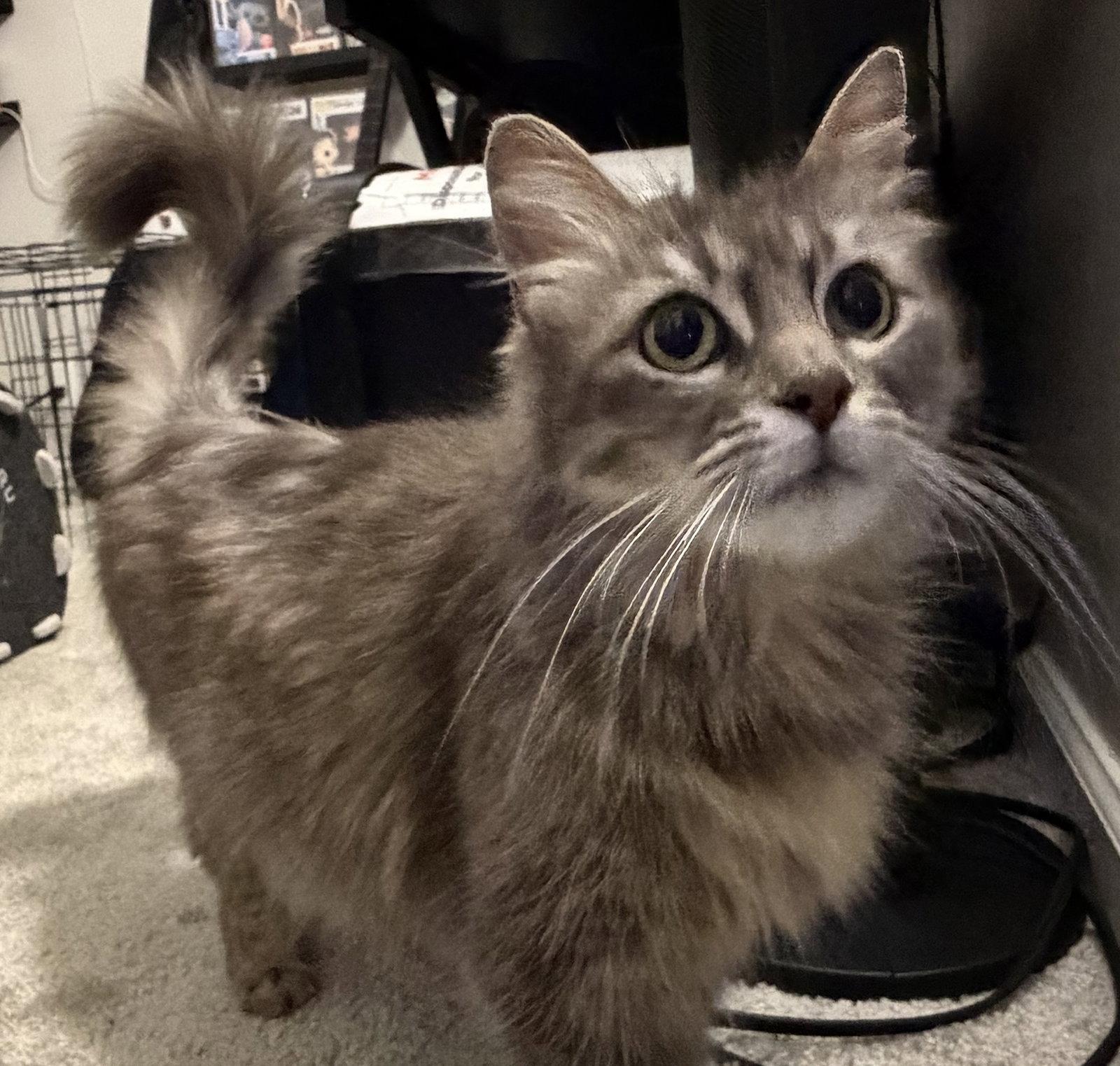 Enlarge Freya-Mom, a Adopted mixed breed in Fremont, CA image 1/1