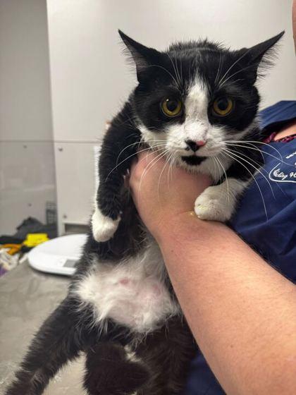 Precious, Adoptable, Adult Female Domestic Short Hair & Domestic Short Hair.