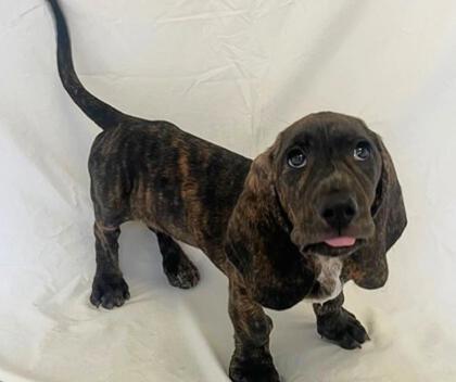 Moose, Adoptable, Young Male Basset Hound & Plott Hound.