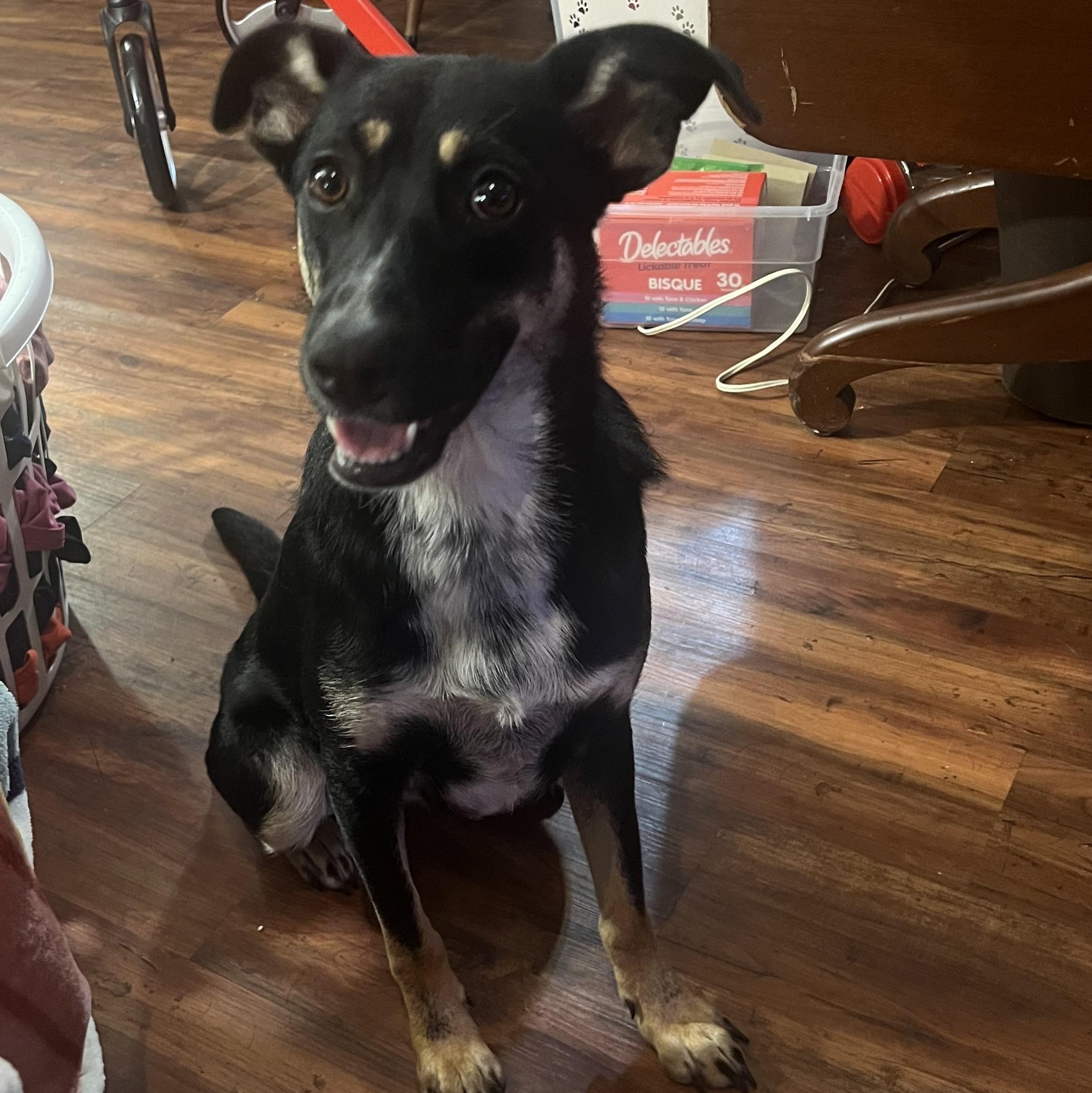 Roxie, Young Female unknown