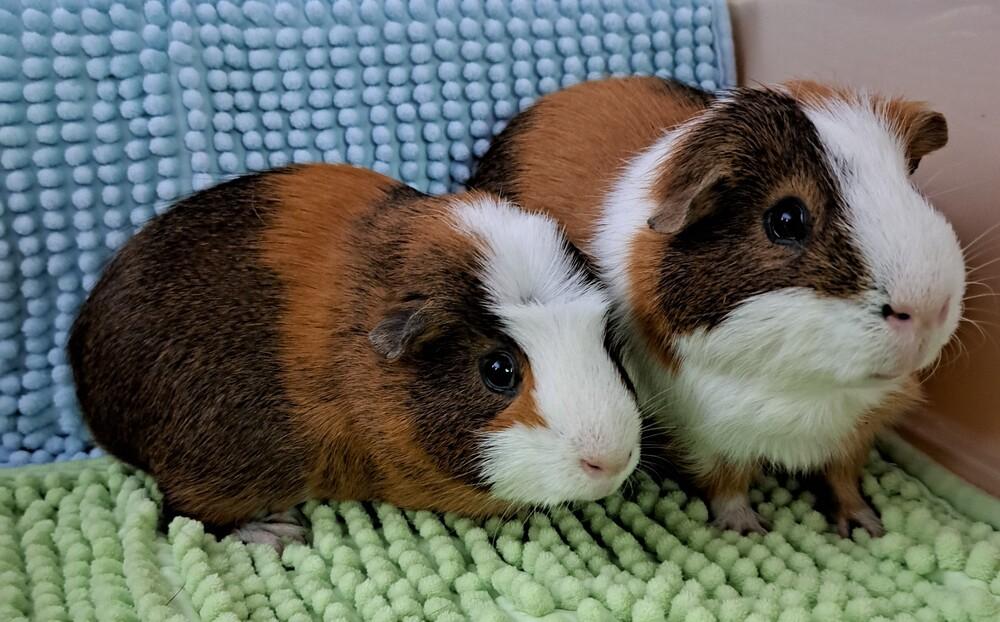 Enlarge Snickers Pig, a Adoptable Guinea Pig in Gainesville, FL image 1/6