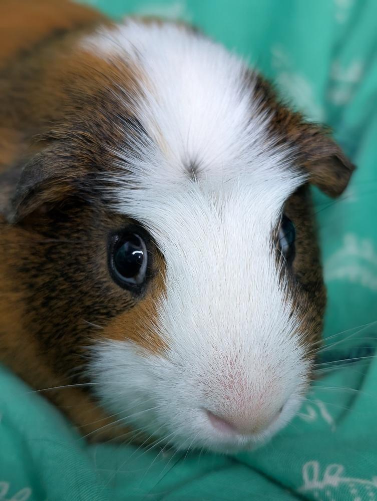 Snickers Pig, a Adoptable Guinea Pig in Gainesville, FL image 1/6