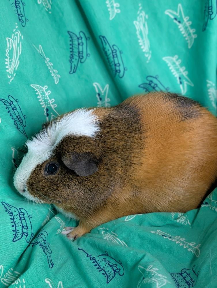 Snickers Pig, a Adoptable Guinea Pig in Gainesville, FL image 2/6