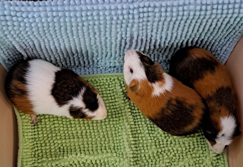 Enlarge Snickers Pig, a Adoptable Guinea Pig in Gainesville, FL image 4/6