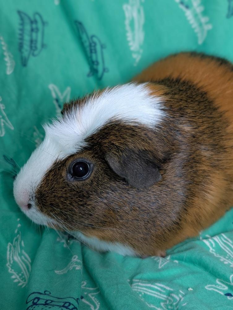 Snickers Pig, a Adoptable Guinea Pig in Gainesville, FL image 3/6